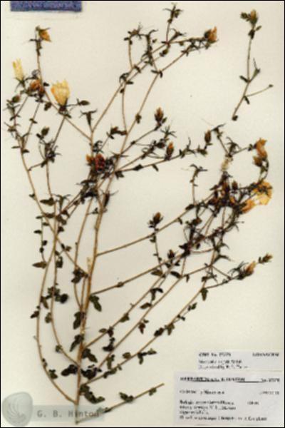 URN_catalog_HBHinton_herbarium_27370.jpg.jpg
