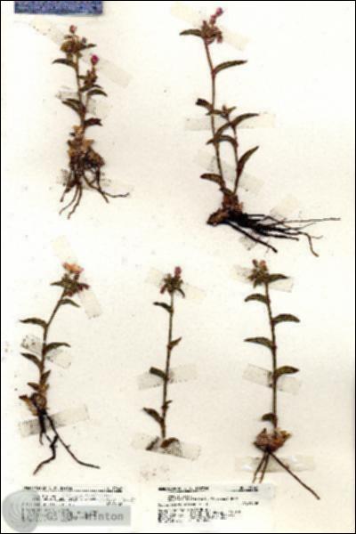 URN_catalog_HBHinton_herbarium_19646.jpg.jpg