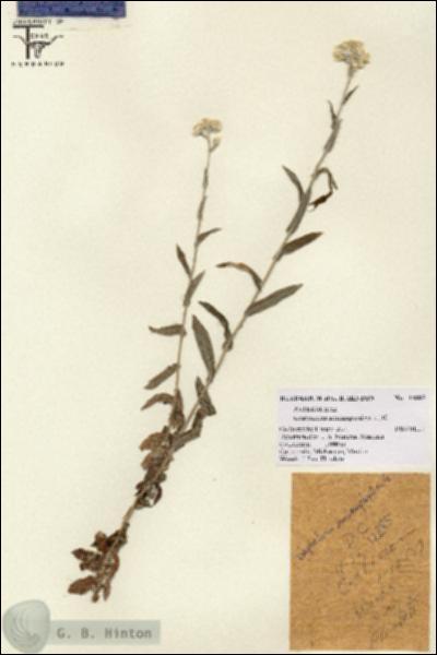 URN_catalog_HBHinton_herbarium_12885.jpg.jpg