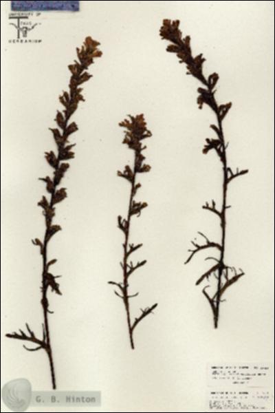 URN_catalog_HBHinton_herbarium_26451.jpg.jpg