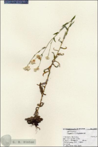 URN_catalog_HBHinton_herbarium_25473.jpg.jpg