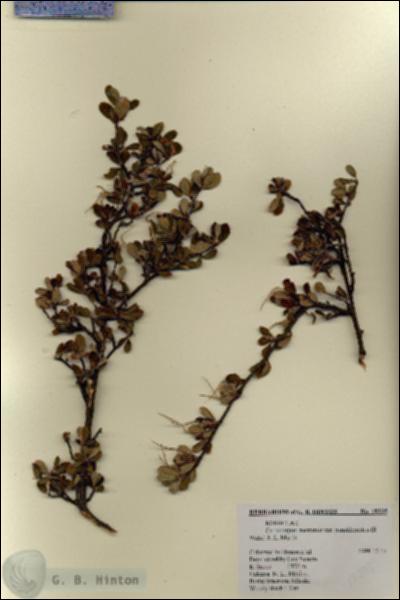 URN_catalog_HBHinton_herbarium_19235.jpg.jpg