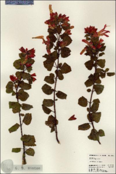 URN_catalog_HBHinton_herbarium_24550.jpg.jpg