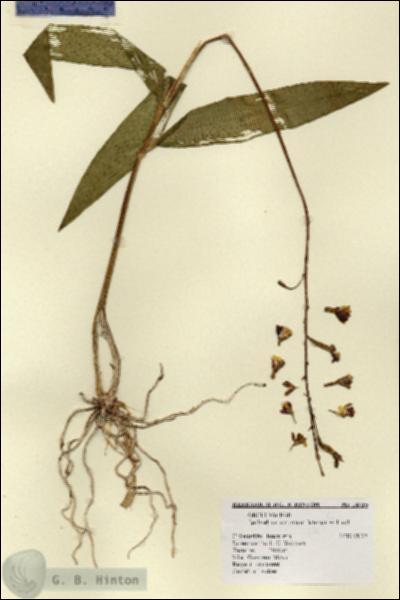 URN_catalog_HBHinton_herbarium_14315.jpg.jpg
