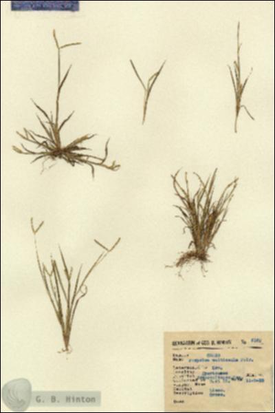 URN_catalog_HBHinton_herbarium_5162.jpg.jpg