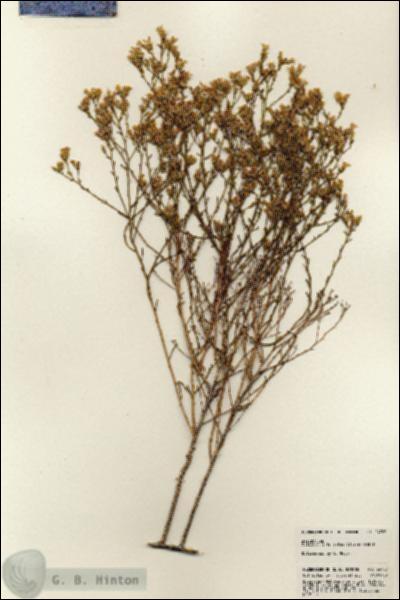 URN_catalog_HBHinton_herbarium_24762.jpg.jpg