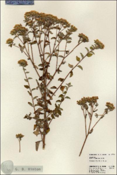 URN_catalog_HBHinton_herbarium_23780.jpg.jpg