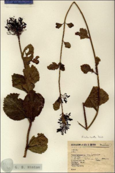 URN_catalog_HBHinton_herbarium_16057.jpg.jpg