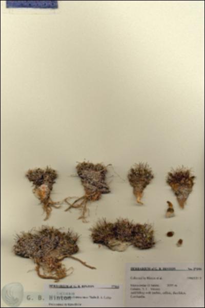 URN_catalog_HBHinton_herbarium_27316.jpg.jpg