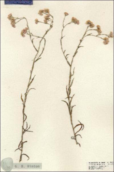 URN_catalog_HBHinton_herbarium_23910.jpg.jpg