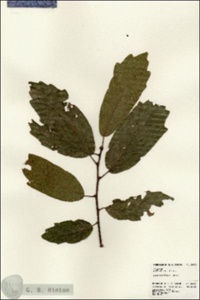 URN_catalog_HBHinton_herbarium_24436.jpg.jpg
