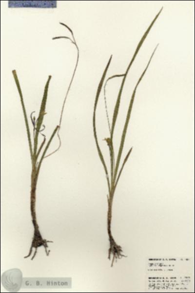URN_catalog_HBHinton_herbarium_23085.jpg.jpg