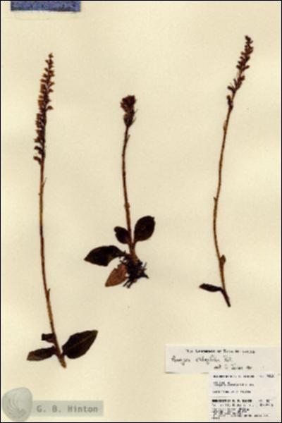 URN_catalog_HBHinton_herbarium_18341.jpg.jpg