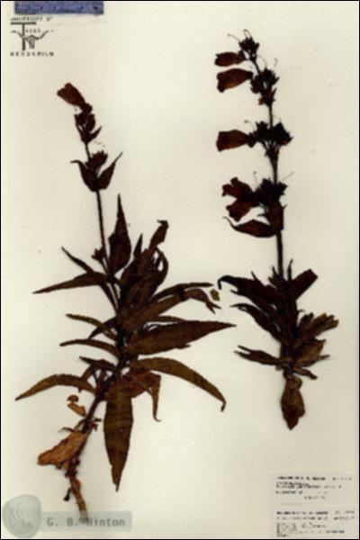 URN_catalog_HBHinton_herbarium_26134.jpg.jpg