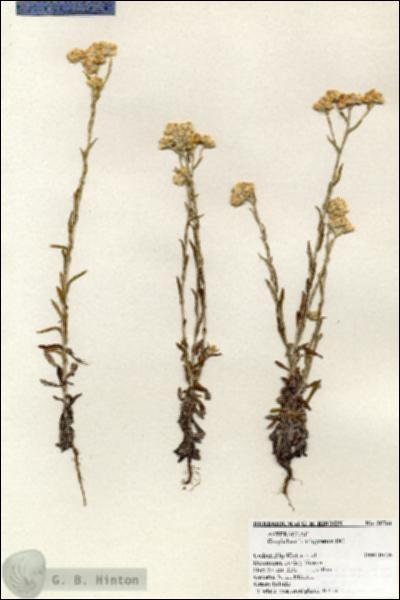 URN_catalog_HBHinton_herbarium_20761.jpg.jpg