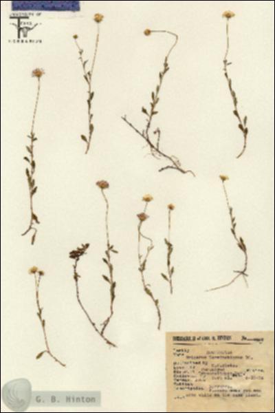URN_catalog_HBHinton_herbarium_7687.jpg.jpg