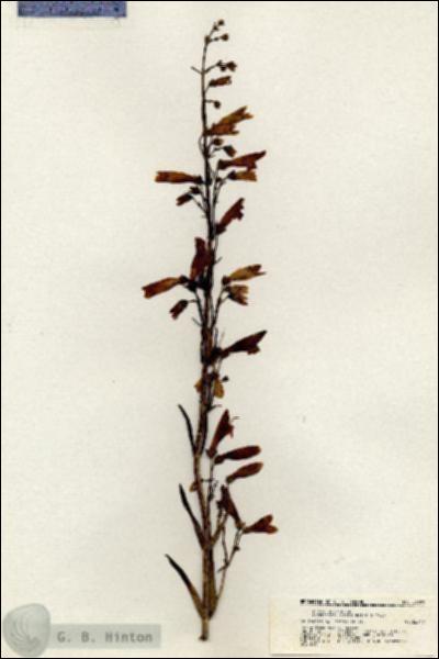 URN_catalog_HBHinton_herbarium_21009.jpg.jpg