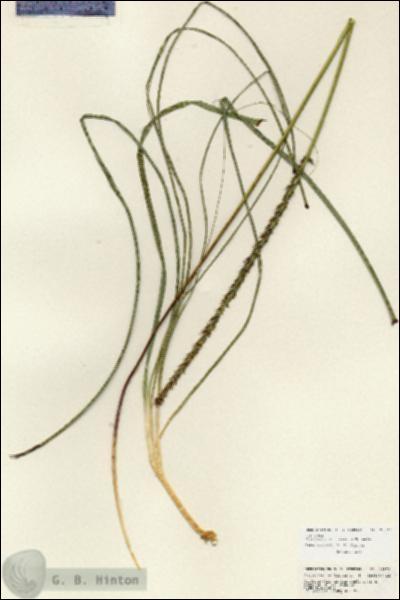 URN_catalog_HBHinton_herbarium_25379.jpg.jpg