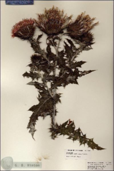 URN_catalog_HBHinton_herbarium_24229.jpg.jpg