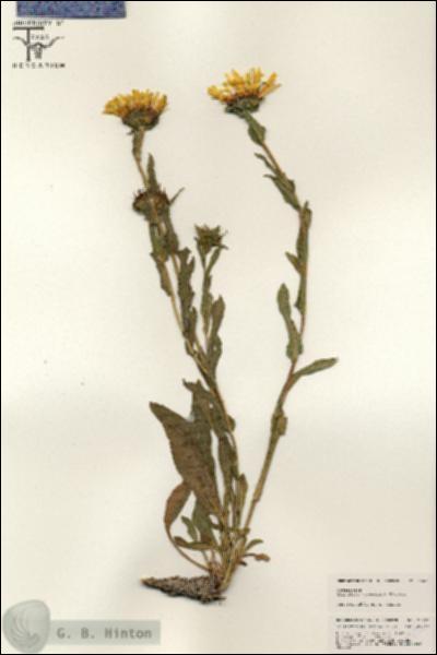 URN_catalog_HBHinton_herbarium_25428.jpg.jpg