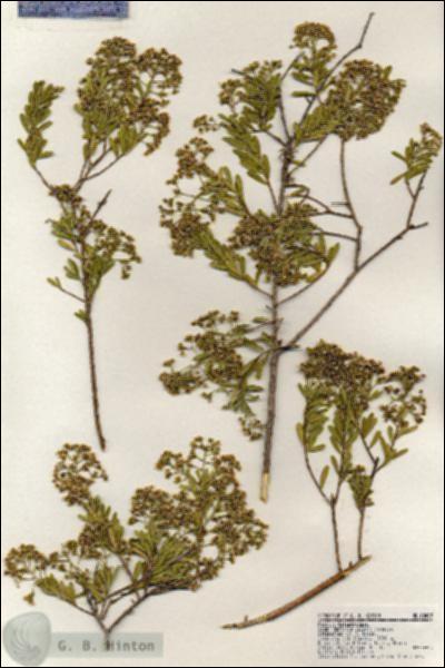URN_catalog_HBHinton_herbarium_18403.jpg.jpg