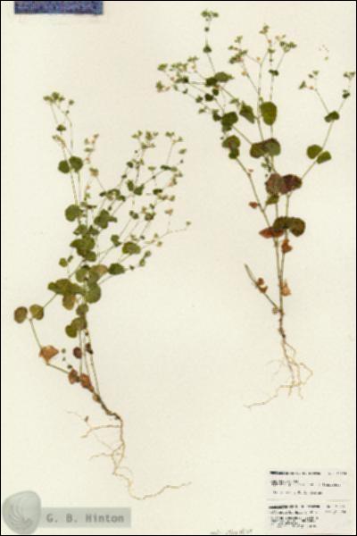 URN_catalog_HBHinton_herbarium_25676.jpg.jpg