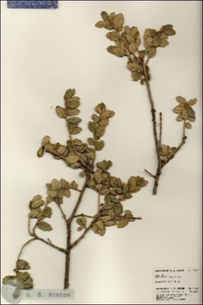 URN_catalog_HBHinton_herbarium_24489.jpg.jpg