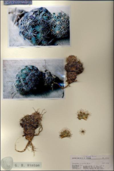 URN_catalog_HBHinton_herbarium_27121.jpg.jpg