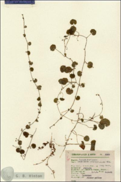 URN_catalog_HBHinton_herbarium_4069.jpg.jpg