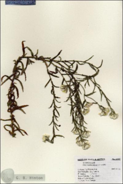 URN_catalog_HBHinton_herbarium_25945.jpg.jpg