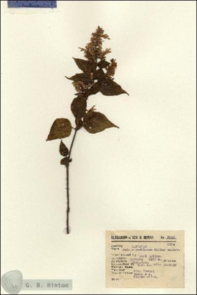 URN_catalog_HBHinton_herbarium_9946.jpg.jpg