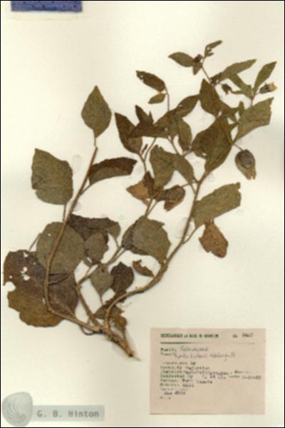 URN_catalog_HBHinton_herbarium_8457.jpg.jpg
