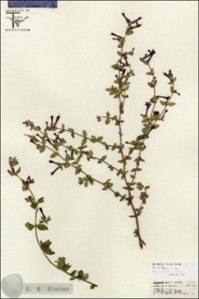 URN_catalog_HBHinton_herbarium_26716.jpg.jpg