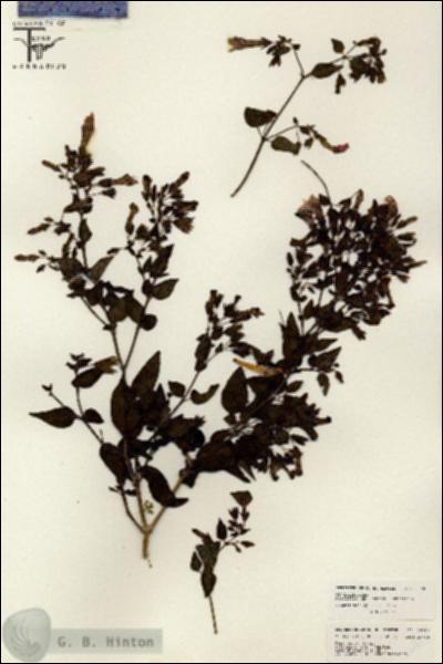 URN_catalog_HBHinton_herbarium_26480.jpg.jpg