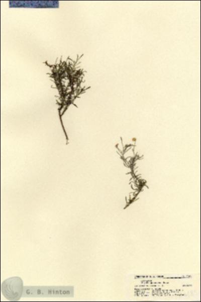 URN_catalog_HBHinton_herbarium_21485.jpg.jpg