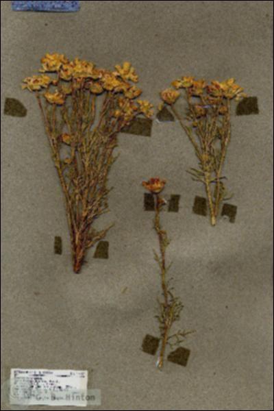 URN_catalog_HBHinton_herbarium_17767.jpg.jpg