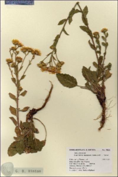 URN_catalog_HBHinton_herbarium_19833.jpg.jpg
