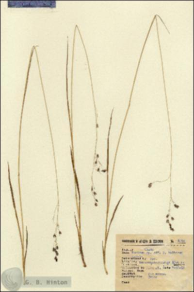 URN_catalog_HBHinton_herbarium_4245.jpg.jpg