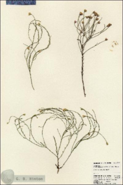 URN_catalog_HBHinton_herbarium_23862.jpg.jpg
