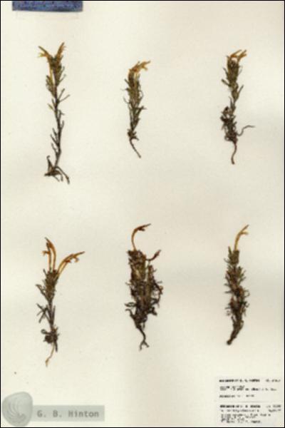 URN_catalog_HBHinton_herbarium_24488.jpg.jpg
