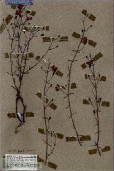 URN_catalog_HBHinton_herbarium_18328.jpg.jpg