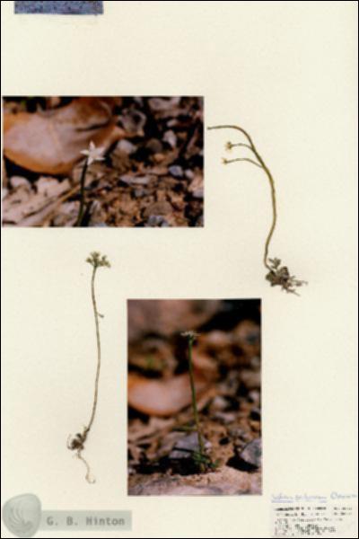URN_catalog_HBHinton_herbarium_25702.jpg.jpg