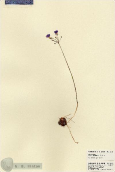URN_catalog_HBHinton_herbarium_22863.jpg.jpg