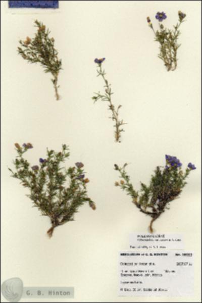 URN_catalog_HBHinton_herbarium_28603.jpg.jpg
