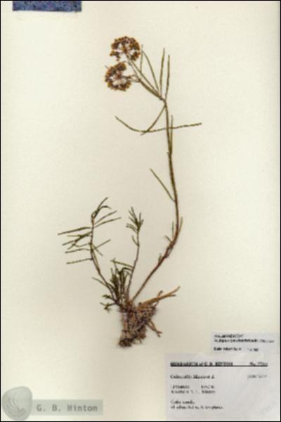 URN_catalog_HBHinton_herbarium_27211.jpg.jpg