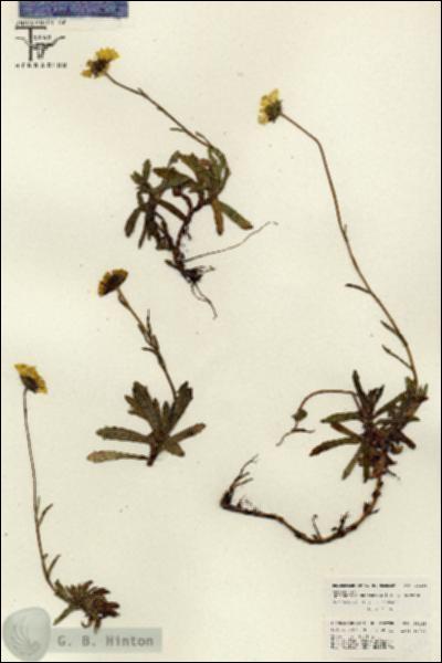 URN_catalog_HBHinton_herbarium_26148.jpg.jpg