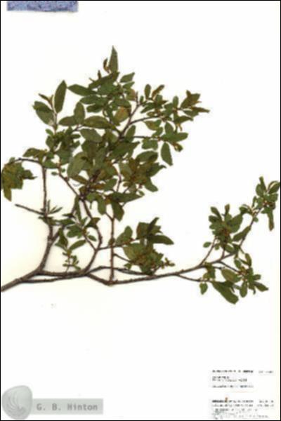 URN_catalog_HBHinton_herbarium_25286.jpg.jpg