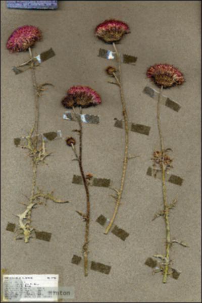 URN_catalog_HBHinton_herbarium_19486.jpg.jpg