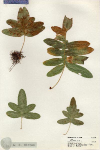 URN_catalog_HBHinton_herbarium_20885.jpg.jpg