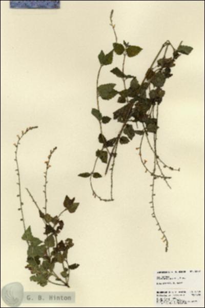 URN_catalog_HBHinton_herbarium_23479.jpg.jpg